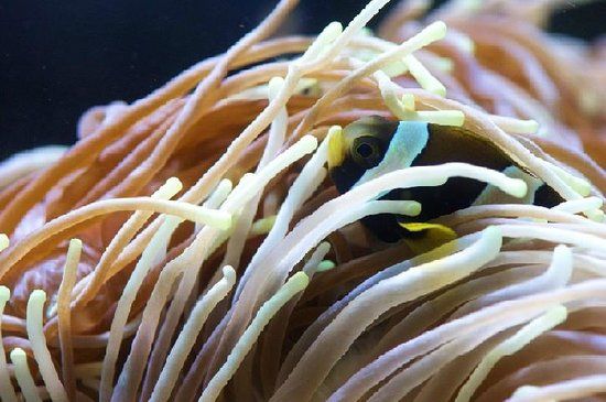 Solitary Islands Aquarium